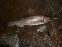 秩父フライフィールド 釣果