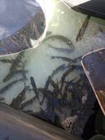 秩父フライフィールド 釣果