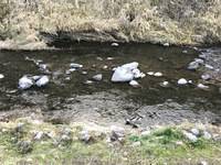 秩父フライフィールド 釣果