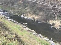 秩父フライフィールド 釣果