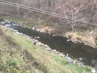 秩父フライフィールド 釣果