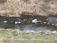 秩父フライフィールド 釣果