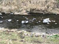 秩父フライフィールド 釣果