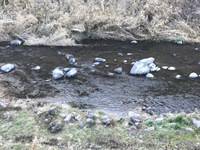 秩父フライフィールド 釣果