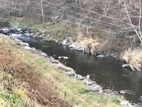 秩父フライフィールド 釣果