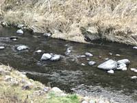 秩父フライフィールド 釣果