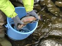 秩父フライフィールド 釣果