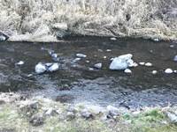 秩父フライフィールド 釣果