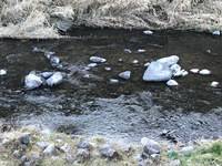 秩父フライフィールド 釣果