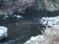 秩父フライフィールド 釣果