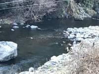 秩父フライフィールド 釣果