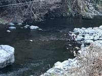 秩父フライフィールド 釣果