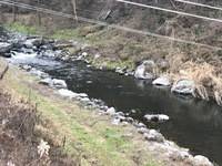 秩父フライフィールド 釣果