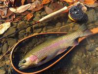 秩父フライフィールド 釣果