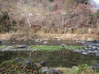 秩父フライフィールド 釣果