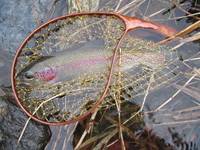 秩父フライフィールド 釣果