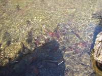 秩父フライフィールド 釣果