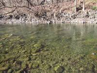 秩父フライフィールド 釣果