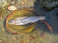 秩父フライフィールド 釣果