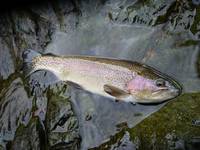 秩父フライフィールド 釣果