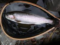 秩父フライフィールド 釣果