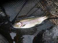 秩父フライフィールド 釣果