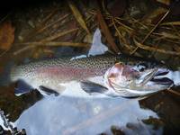 秩父フライフィールド 釣果