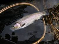 秩父フライフィールド 釣果