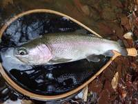 秩父フライフィールド 釣果