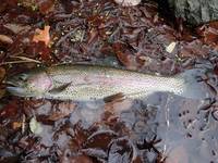 秩父フライフィールド 釣果