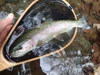 秩父フライフィールド 釣果