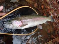 秩父フライフィールド 釣果