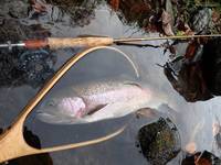 秩父フライフィールド 釣果
