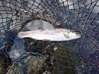 秩父フライフィールド 釣果