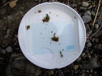 秩父フライフィールド 釣果