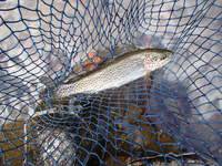 秩父フライフィールド 釣果