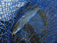 秩父フライフィールド 釣果