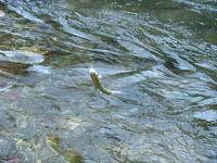 秩父フライフィールド 釣果