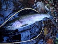 秩父フライフィールド 釣果