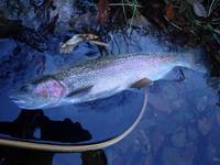 秩父フライフィールド 釣果