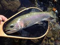 秩父フライフィールド 釣果