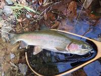 秩父フライフィールド 釣果