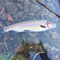 秩父フライフィールド 釣果