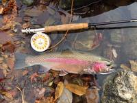 秩父フライフィールド 釣果