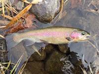 秩父フライフィールド 釣果