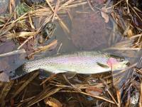 秩父フライフィールド 釣果