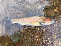 秩父フライフィールド 釣果