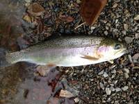 秩父フライフィールド 釣果