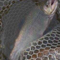 フィッシング サンクチュアリ 釣果