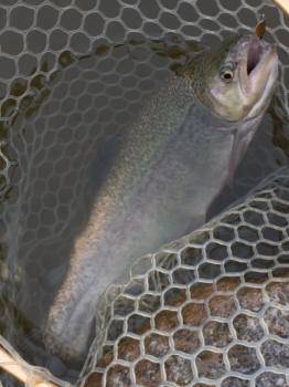 フィッシング サンクチュアリ 釣果